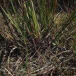 Eragrostis paniciformis Habit