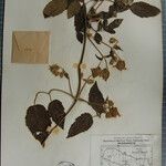 Clematis buchananiana Други