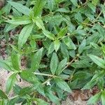 Diodia virginiana Leaf