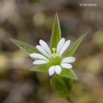 Stellaria nitens Цветок