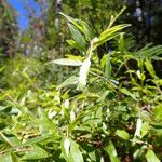 Billardiera scandens Blad