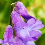 Vicia cracca Flower