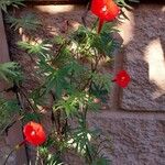 Ipomoea × multifida Flor