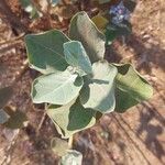 Calotropis gigantea Hoja