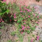 Dianthus chinensis Habit