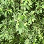 Salix cinerea 葉