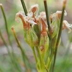 Primula farinosa Плід