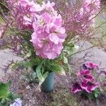 Matthiola incana Fiore