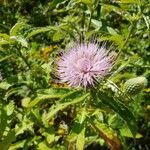 Cirsium altissimum Цвят