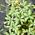 Callitriche brutia Likasa