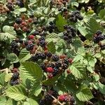 Rubus ulmifolius Fruit