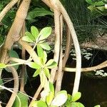 Rhizophora mangle ശീലം