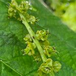 Pterocarya stenoptera Flor