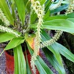 Coelogyne bracteosa