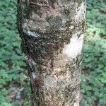 Schefflera morototoni 樹皮