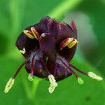 Lonicera conjugialis Blomma