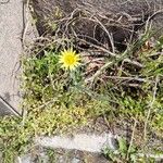 Tragopogon dubiusBlomst