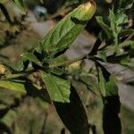 Epilobium lanceolatum Leaf