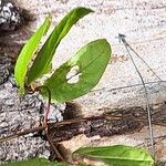 Smilax auriculata Folio