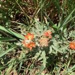 Sphaeralcea coccinea Flor