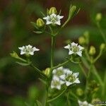 Thesium pyrenaicum 花
