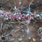 Suaeda vermiculata Blüte