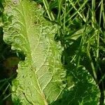 Rumex acetosa Leaf