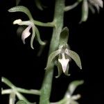 Notylia aromatica Flor