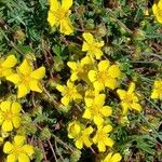 Potentilla verna Blüte