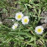 Erigeron uniflorus 其他