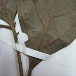 Ocotea amazonica Máis