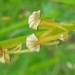 Orchis anthropophora Květ