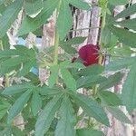 Hibiscus sabdariffa Blad