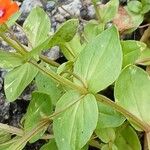 Lysimachia arvensis Blatt