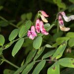 Lathyrus niger Blomma