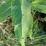 Polygonum lapathifolium Fulla