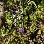 Muscari matritense Flower