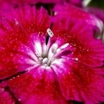 Dianthus barbatus പുഷ്പം