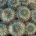 Mammillaria magnimamma Habitus