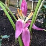 Musa campestris Flower