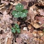 Ranunculus serpens Foglia