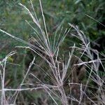 Oloptum miliaceum 葉