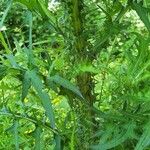 Cirsium palustre Leaf