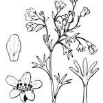 Saxifraga pentadactylis Other