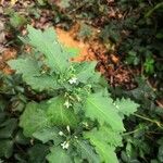 Solanum physalifolium Liść