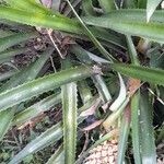 Ananas comosus Vekstform