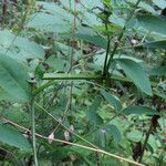 Vicia dumetorum Lehti