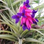 Tillandsia aeranthos Flower