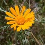 Cladanthus arabicus Flower