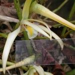 Maxillaria endresii Bark